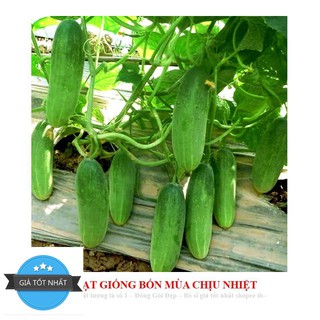 GÓI 10 HẠT GIỐNG DƯA LEO