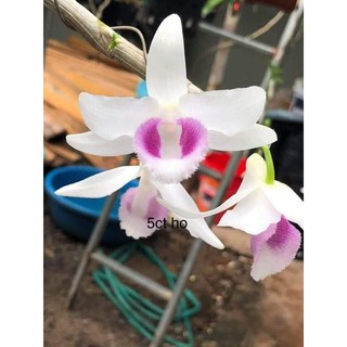 [Rẻ Vô Địch] lan Phi điệp 5 Cánh Trắng Hiển Oanh (Phi điệp gieo hạt)