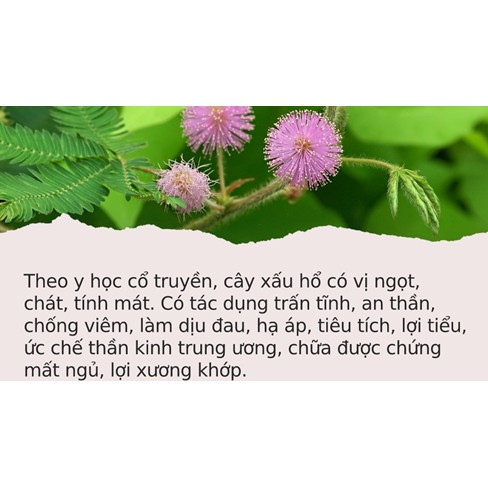 1KG CÂY XẤU HỔ khô ( cây mắc cỡ) hàng loại 1 thơm ngon