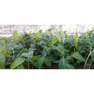 Cây giống chuối đỏ cấy mô siêu sớm