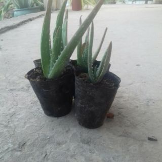 Cây nha đam giống Mỹ ( không  bầu  đất )