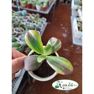 Sen đá thạch bích mini Hoa Đá BMT