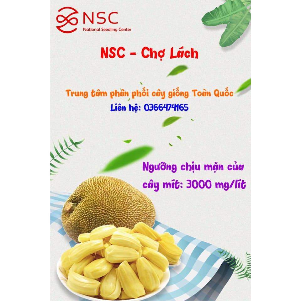 [NHẬP MÃ I2L4NSC10 GIẢM 10K] Giống cây mít thái siêu sớm siêu đạt, Được ươm tại NSC Chợ Lách 100% trồng sống