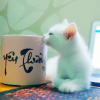 Chậu đất nung vẽ chữ free