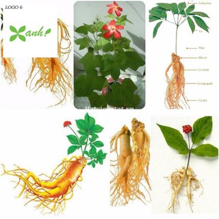 Hạt giống Nhân sâm Hàn quốc