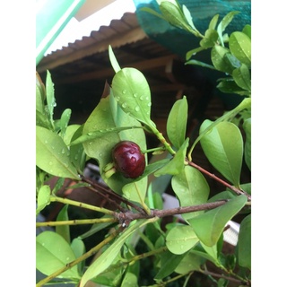 CHERRY NHIỆT ĐỚI siêu đẹp (ảnh thật )