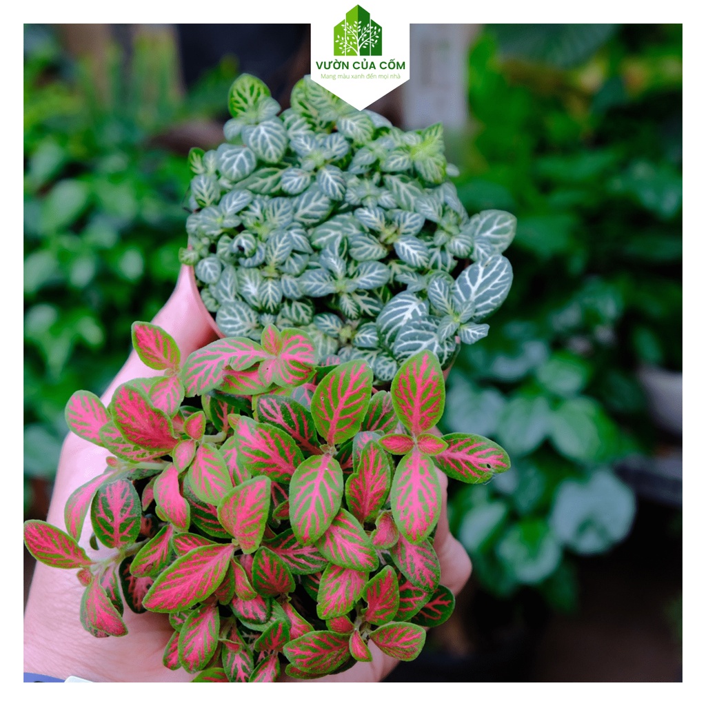 Cây cẩm nhung hay gọi là cây may mắn , Cây làm decor , tiểu cảnh siêu đẹp , siêu khỏe . cây + chậu nhựa KT 10 10