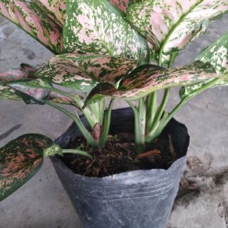 Cây Vạn lôc