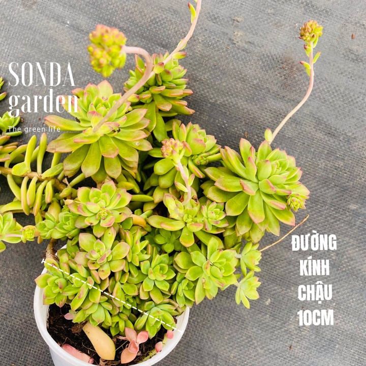 Sen đá mặt trời cổ thụ SONDA GARDEN size trung bình 10-12cm, xuất xứ Đà Lạt, khoẻ đẹp, lỗi 1 đổi 1