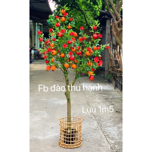 cây lựu giả 1m5- hình ảnh và video thật(ko kèm giỏ)