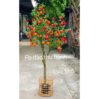 cây lựu giả 1m5- hình ảnh và video thật(ko kèm giỏ)