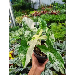 Trầu bà Syngonium Podophyllum Albo variegataBrands