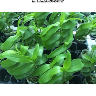 {GIÁ TẬN GỐC } Chế phẩm đặc trị vi khuẩn Staner 20WP 10gr