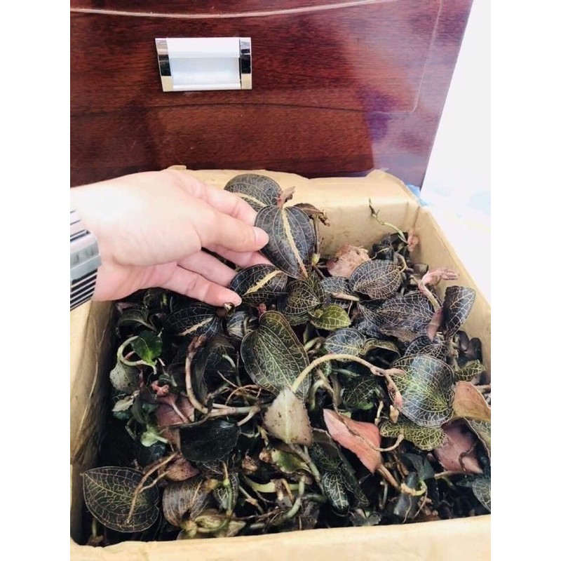 🍃🍃LAN KIM TUYẾN RỪNG 100gr🍀