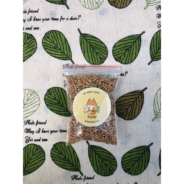 Hạt giống cỏ mèo (Tỉ lệ lên mầm 90%)