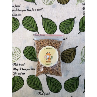 Hạt giống cỏ mèo