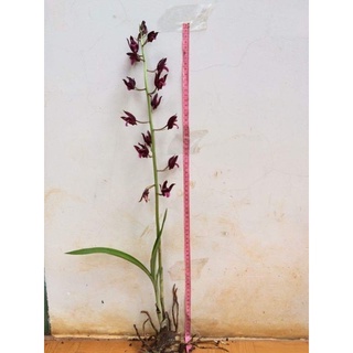 1 củ địa lan luân rừng