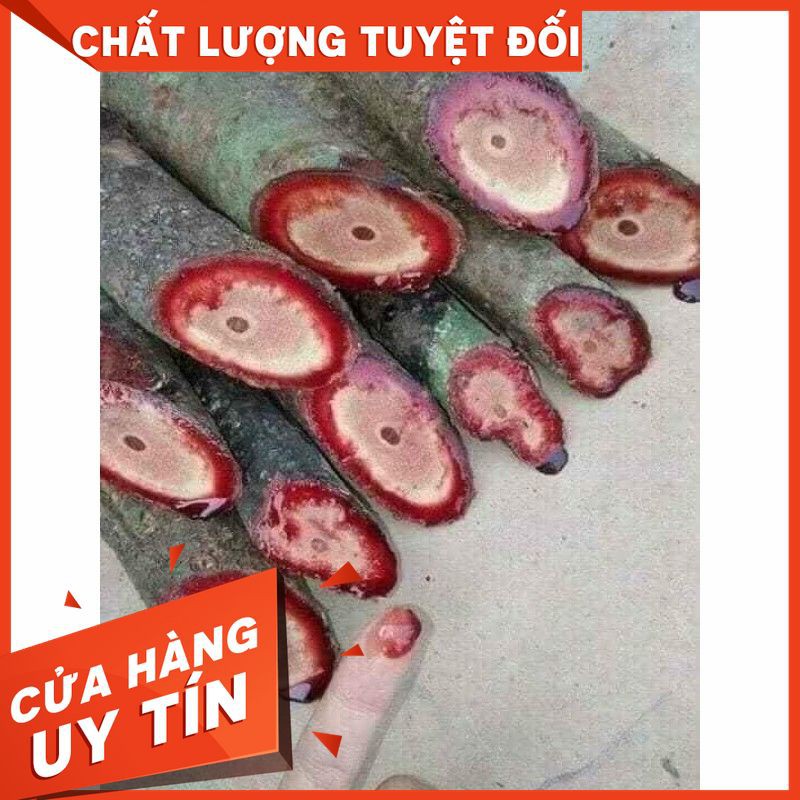 [ GIÁ SỈ ] [CHẤT LƯỢNG ĐẢM BẢO]CÂY CỎ MÁU CỰC ĐỎ MĂNG ĐEN 🔥🔥🔥1 ký có SẴNLIÊN HỆ : 0973457113- 0943457113