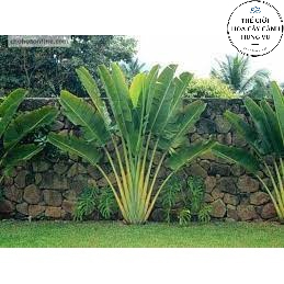 Cây chuối rẻ quạt cao 1m (Ảnh thật số 2).