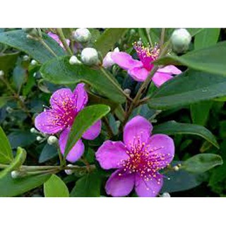 CÂY SIM RỪNG