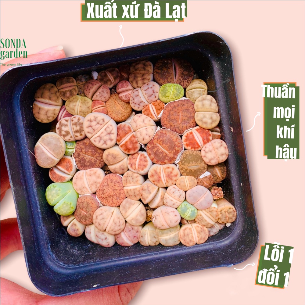 Sen mông lithop SONDA GARDEN, hàng nhổ 1 cây, cây cảnh trang trí nhà cửa, lỗi 1 đổi 1