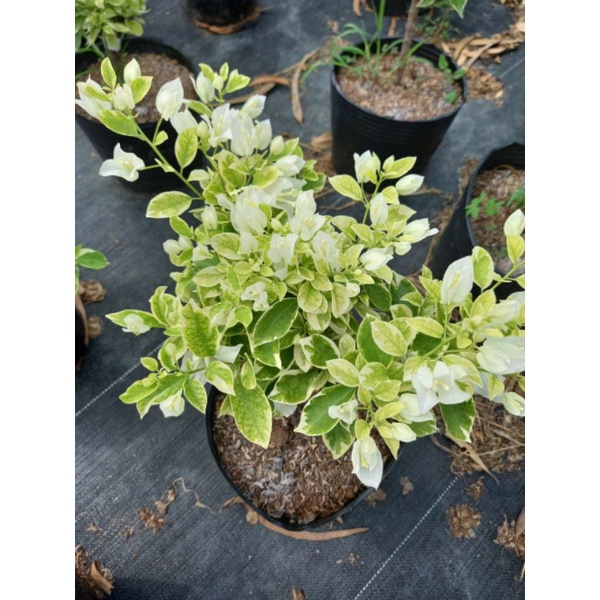 Cây 🌲 Giấy Cẩm Thach Tuyết trắng (siêu hoa)