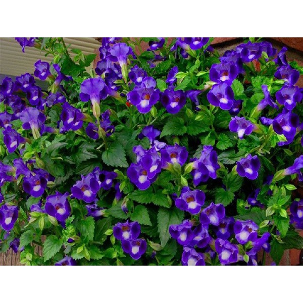 Hạt Giống Hoa Mắt Nai F1 loại siêu hoa dễ trồng dễ chăm sóc hoa nở đẹp