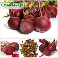 (Gói 100 hạt)Hạt giống củ dền ( củ cải đường )dễ trồng kháng bệnh tốt năng suất cao-Tổng kho hạt giống giá rẻ