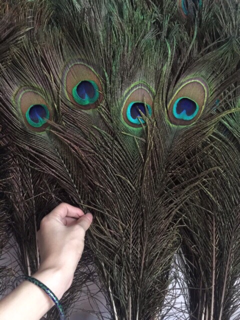 Lông công phong thủy~60cm-LOẠI 1 mắt 4-6cm | BigBuy360 - bigbuy360.vn