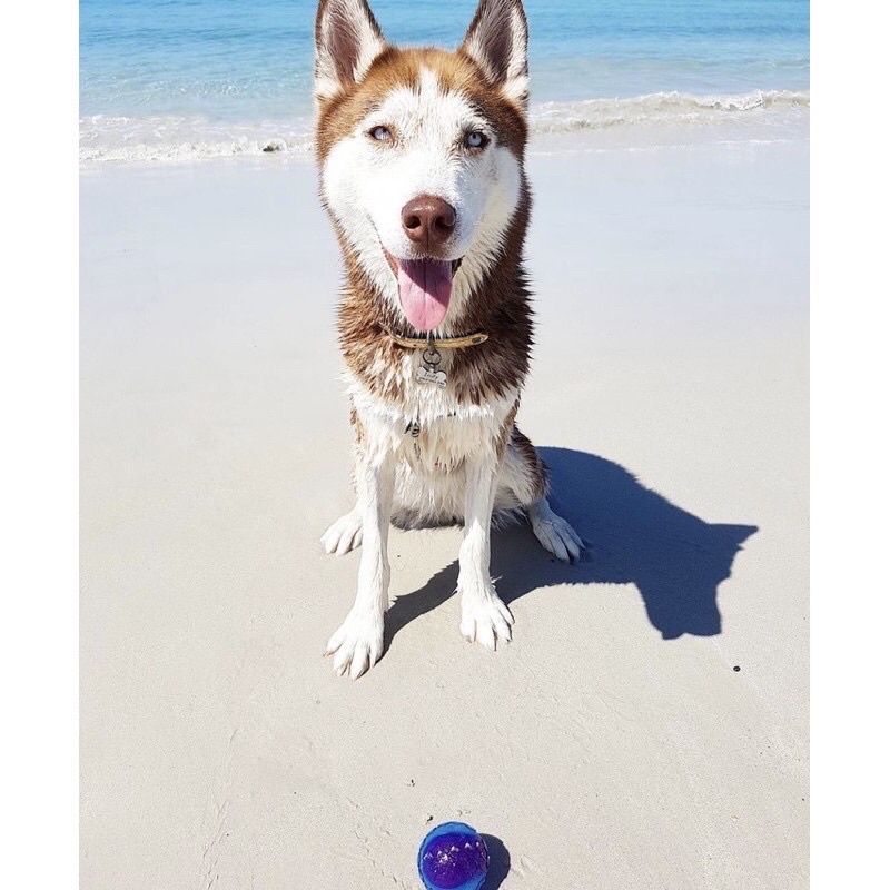 Gigwi Bóng nảy có tiếng G-ball cho cún