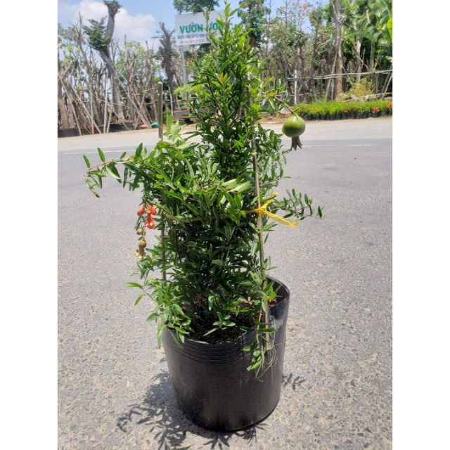 Cây lựu đỏ Thái lan