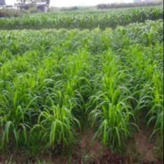 500gr hạt giống cỏ mombasa dùng trong chăn nuôi trâu bò dê cừu cá năng suất thơm ngon