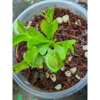 Cây bẫy kẹp b52