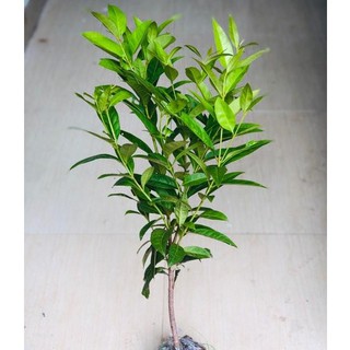 [cây dược liệu] Trà Vối Nếp, Chè Vối Nếp(ảnh thật) giải nhiệt cuộc sống cây cáo 50-70cm bầu lớn