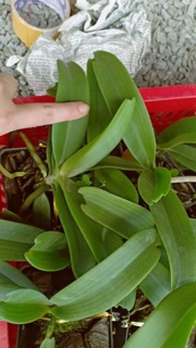 Phong lan đai châu cỡ trung