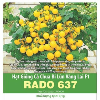 Gói 0,1g Hạt Giống cà Chua Bi Lùn Vàng Lai F1 Rado 637 Rạng Đông, Trồng Quanh Năm, Thích Hợp Trồng Chậu Trang Trí