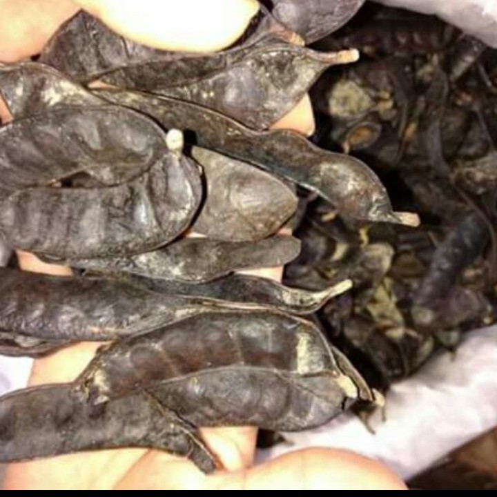 500g trái bồ kết khô