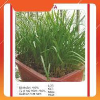 HẠT GIỐNG HẸ TA GÓI 10G