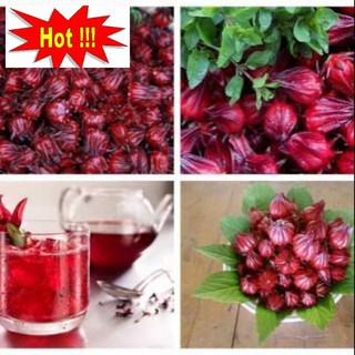 Gói 20 Hạt Giống Cây Atiso Đỏ (bụp giấm) Đà Lạt