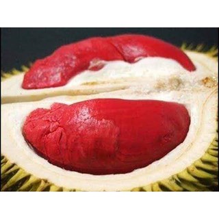 CÂY GIỐNG SẦU RIÊNG RUỘT ĐỎ
