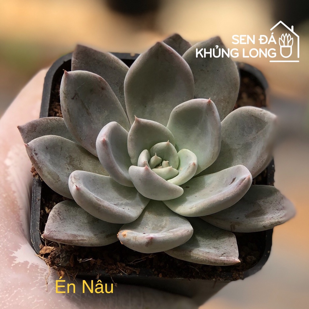 sen đá Én Nâu - echeveria sliver queen