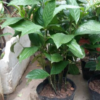 Cây hoa sói dùng để ướp trà