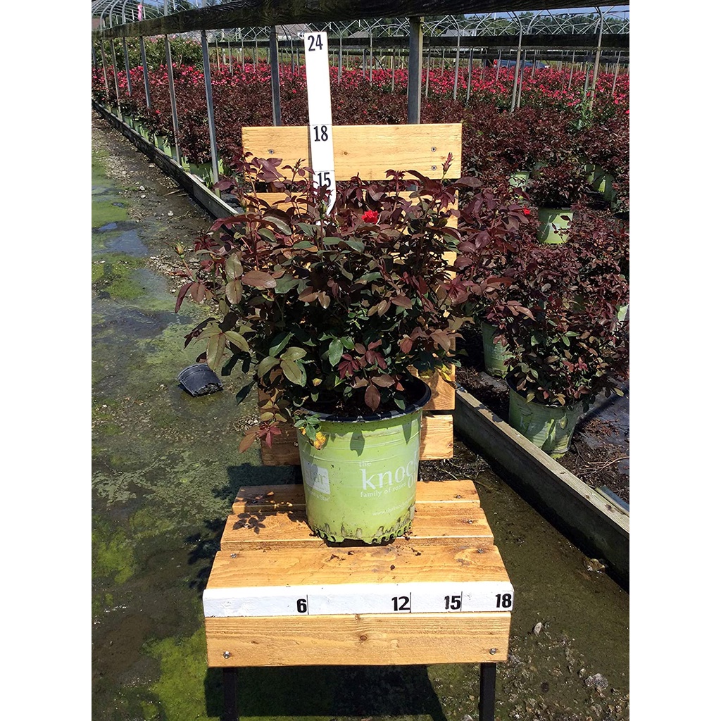 HẠT GIỐNG HOA HỒNG CỔ VÂN KHÔI Rose Knockout trong chậu 2 Gallon (Đỏ)
