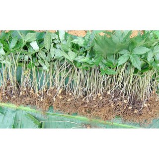 CÂY GIỐNG SÂM NGỌC LINH , cam kết chất lượng