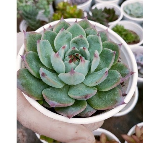 Sen đá BÁNH BAO LỬA - Siêu cưng - Size trung - Vườn Đà Lạt