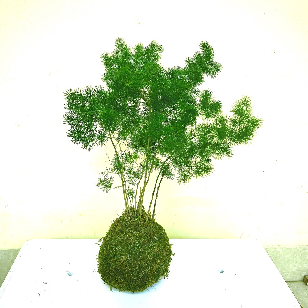 Cây tùng nho tiểu cảnh trồng nghệ thuật Kokedama .