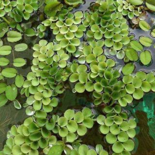 1 Cây Bèo Tổ Ong - Phụ Kiện Trang Trí Hồ Cá Dễ Trồng Dễ Sống