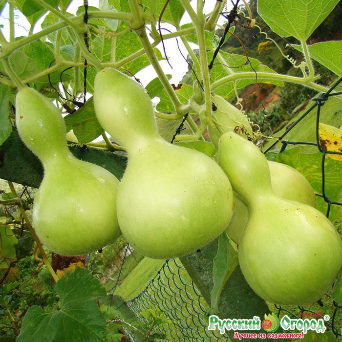 Hạt giống bầu hồ lô mini (tí hon), tỷ lệ này mầm cao