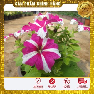 Bộ gói hạt giống dạ yến thảo