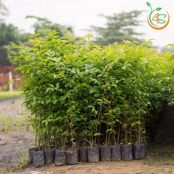 Cây giống Lát Hoa